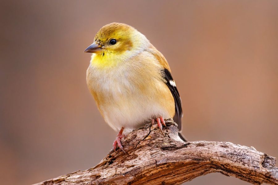 Yellow Warbler, Pine Warbler, American Goldfinch